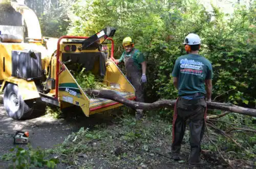 tree services West Sacramento